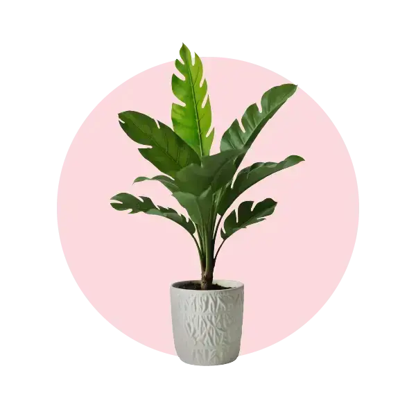 Indoor plant with large green leaves in a stylish white designer pot on a pink background.