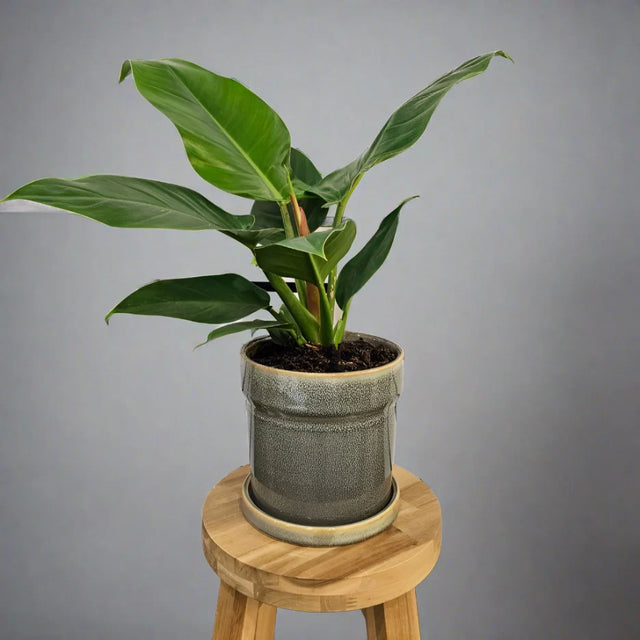 Beautiful indoor plant in a decorative pot, perfect for Melbourne offices and homes with fast delivery.