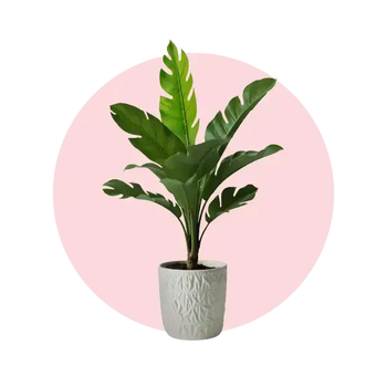Indoor plant with large green leaves in a stylish white designer pot on a pink background.