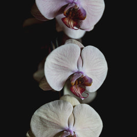 Orchids-Special-Varieties-Indoor-Decoration