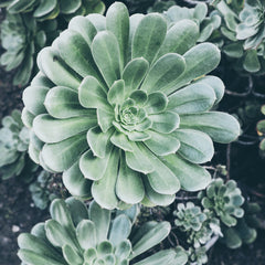 Beautiful succulent and cactus arrangement, perfect for low-maintenance home decor in Melbourne.