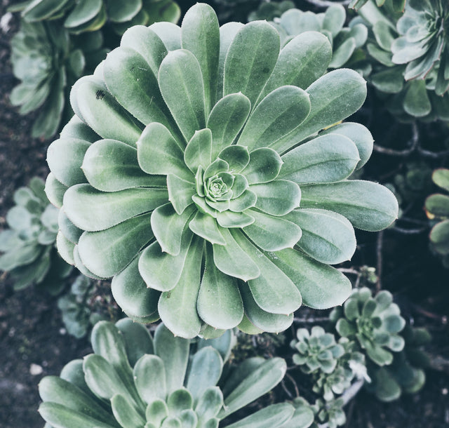 Beautiful succulent and cactus arrangement, perfect for low-maintenance home decor in Melbourne.