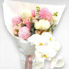 Collection image for: Phalaenopsis Orchids
