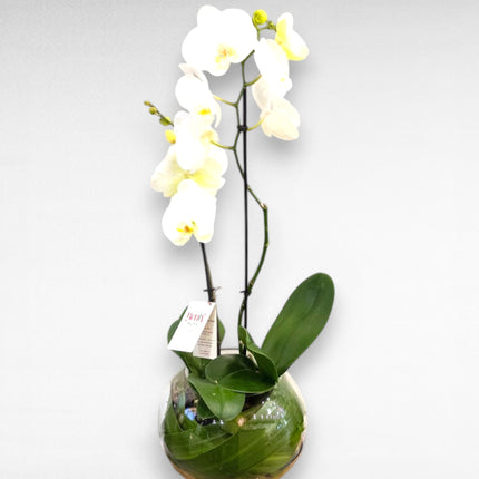Orchid Bowl