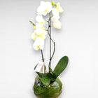 Orchid Bowl