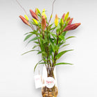 Lily Romance