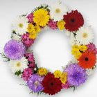 Rainbow Tribute