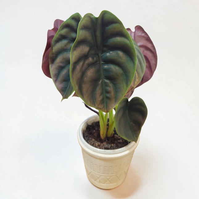 Alocasia Red Secret