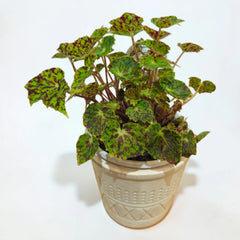 Collection image for: Indoor Plant