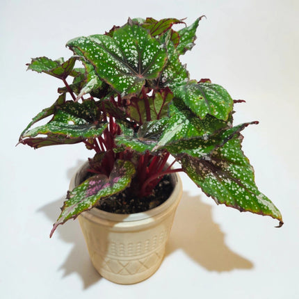 Begonia Maculata