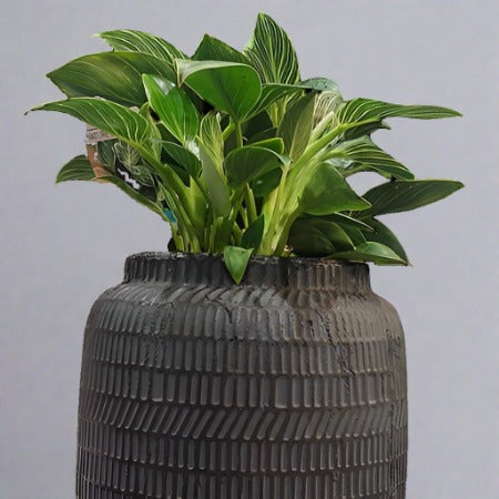 Philodendron Birkin 280mm