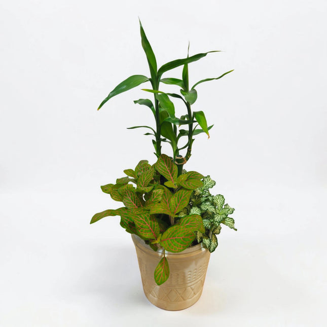 Lucky Bamboo & Fittonia Combo