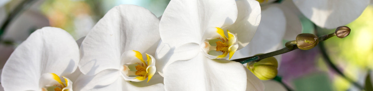 <h2>Timeless Beauty, Limited Time</h2><h2>Get a Stunning Orchid with a Free Vase Today!</h2>