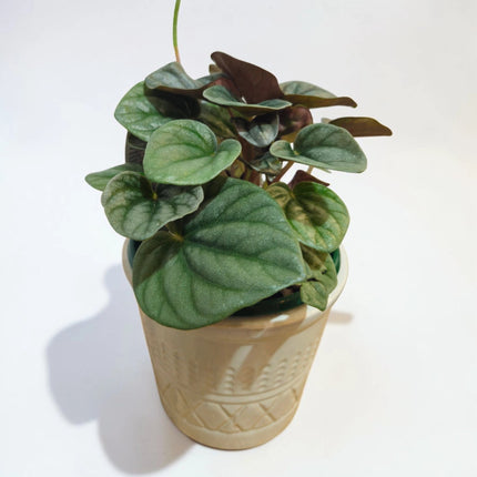 Peperomia ‘Frosty’