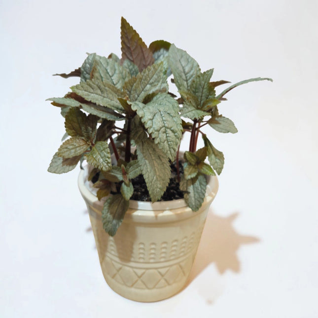 Pilea Spruceana ‘Ellen’