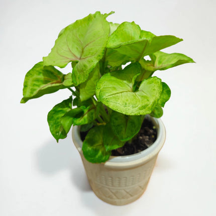 Syngonium ‘Gold Allusion’