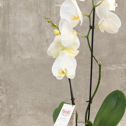 Close-up of Elegant White Orchid in Glass Bowl – Perfect Gift for Any Occasion
