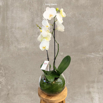 Elegant White Orchid in Glass Bowl – Sophisticated Design with Same-Day Delivery