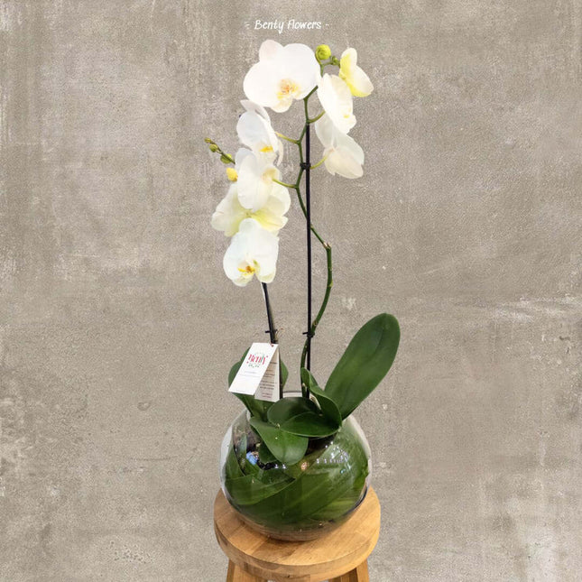 Elegant white orchid arrangement in glass bowl, perfect for floral gift delivery in Melbourne.