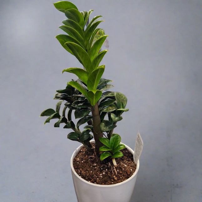 Zamioculcas Zenzii