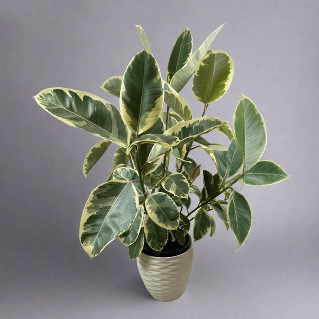 Ficus Elastica Tineke in a decorative pot, showcasing marbled green, cream, and pink leaves, standing 1400mm tall.