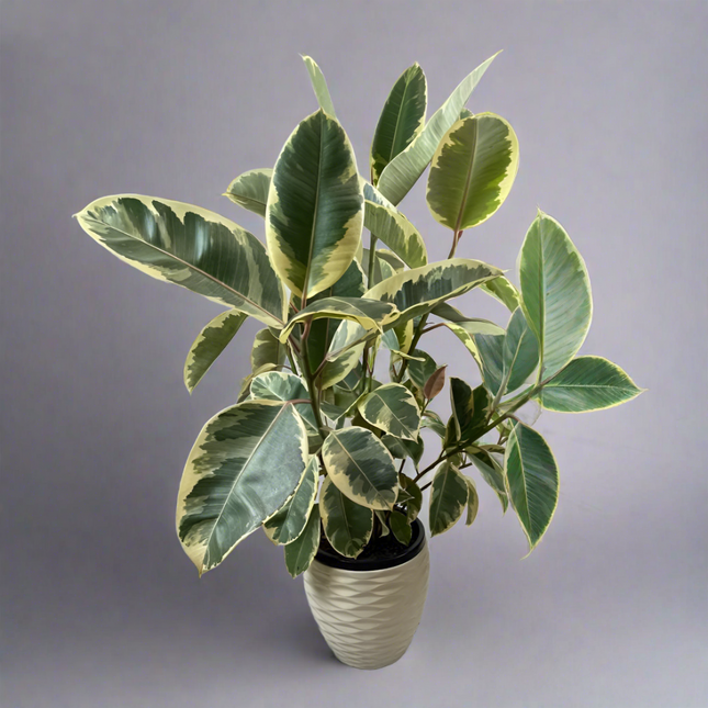 Ficus Elastica Tineke 1400MM