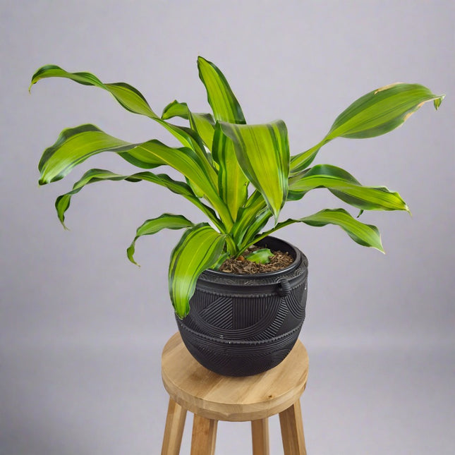 Dracaena fragrant Golden Heart + Pot