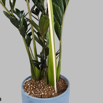 Zamioculcas Dark Zamicro