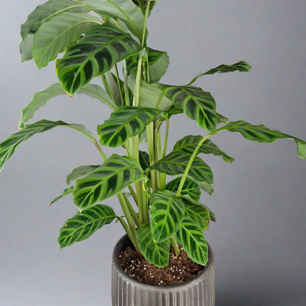 Calathea zebrina.200mm