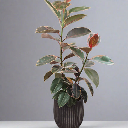 Ficus elastica Ruby.750mm Rubber Tree