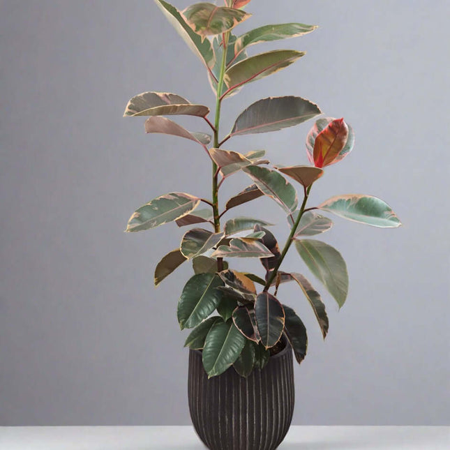 Ficus elastica Ruby 750mm Rubber Tree in a stylish pot, showcasing vibrant leaves ideal for indoor decor.