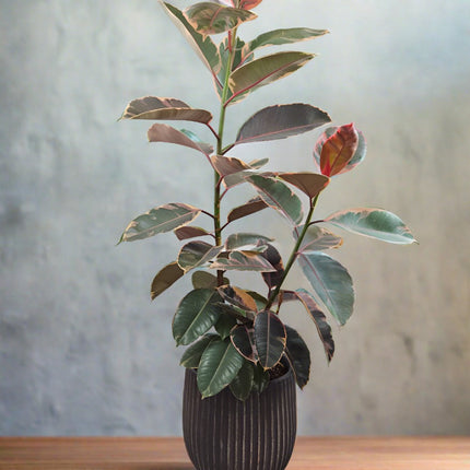 Ficus elastica Ruby.750mm Rubber Tree