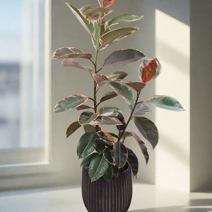 Ficus elastica Ruby.750mm Rubber Tree