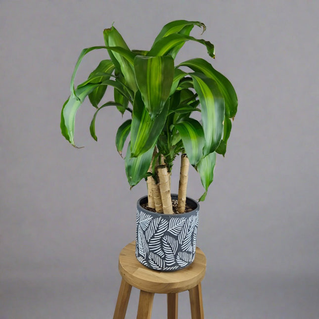 Dracaena fragrans