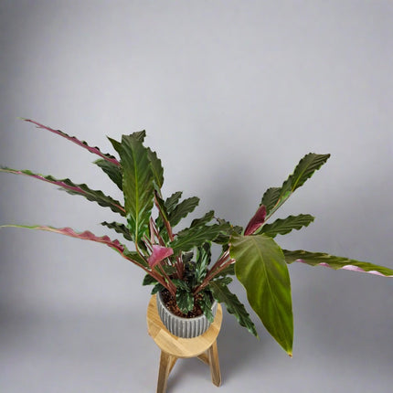 Calathea rufibarba 300mm