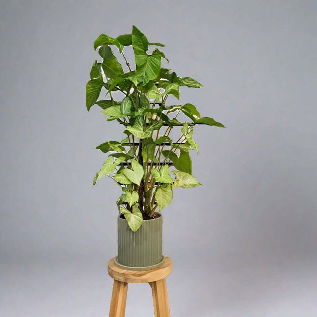 Syngonium pod'm Totem plant in a stylish pot, adding elegance and air-purifying qualities to any space.