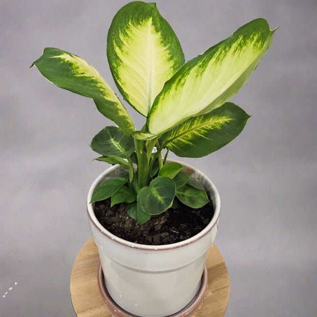 Dieffenbachia seguine Tropic Marianne plant in a white pot, showcasing vibrant green and yellow foliage for indoor decor.