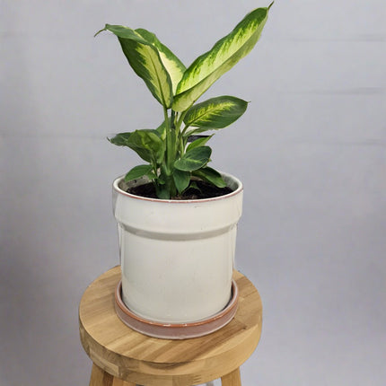 Dieffenbachia seguine Tropic Marianne