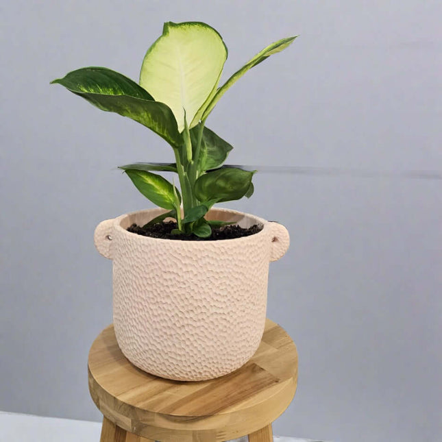 Dieffenbachia seguine Tropic Marianne in a textured pink pot, enhancing indoor decor with vibrant foliage.
