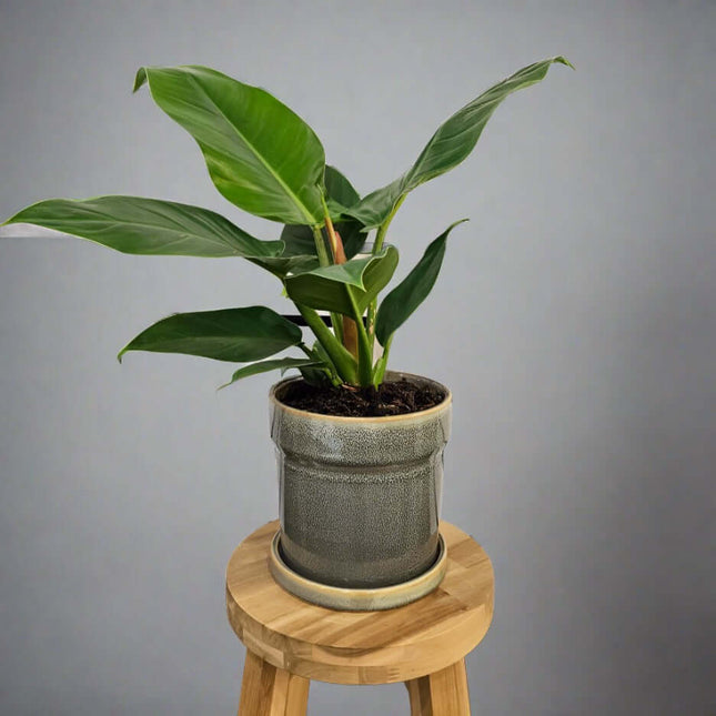 Philodendron Imperial Green in a stylish pot, enhancing indoor aesthetics and purifying air.
